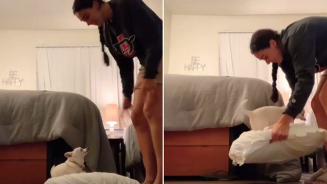 Perrita se niega a ser recogida