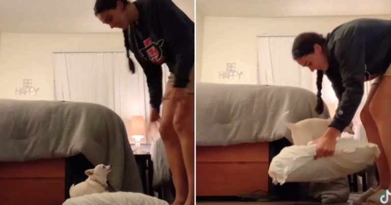 Perrita se niega a ser recogida