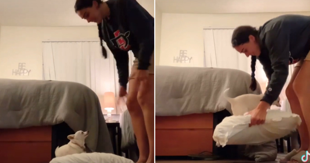 Perrita se niega a ser recogida