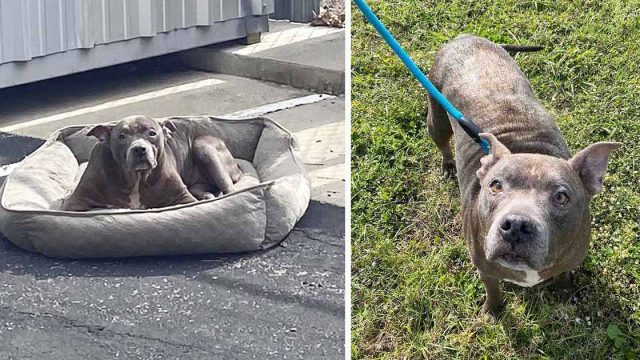 Perro es abandonado en un estacionamiento vacío sin nada más que su cama