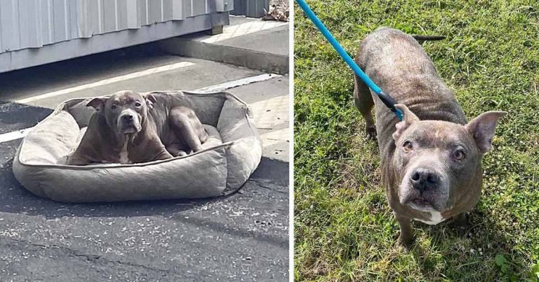 Perro es abandonado en un estacionamiento vacío sin nada más que su cama
