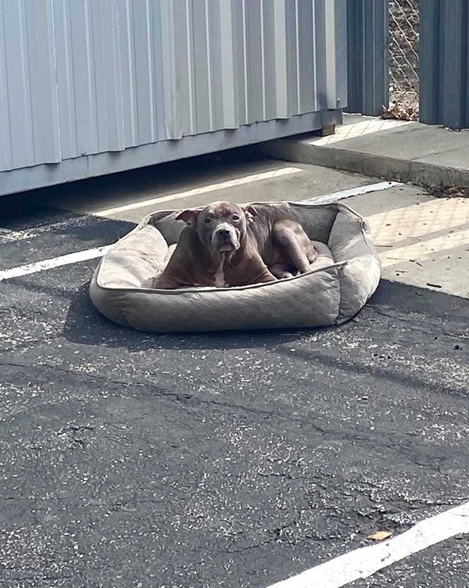 Perro es abandonado en un estacionamiento