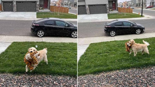 Perro está emocionado de ver la nieve