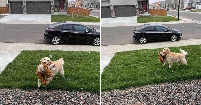 Perro está emocionado de ver la nieve