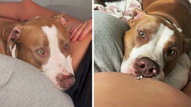 Perro está sorprendido cuando siente una patada de bebé en el vientre de mamá por primera vez