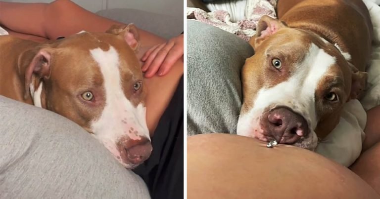 Perro está sorprendido cuando siente una patada de bebé en el vientre de mamá por primera vez