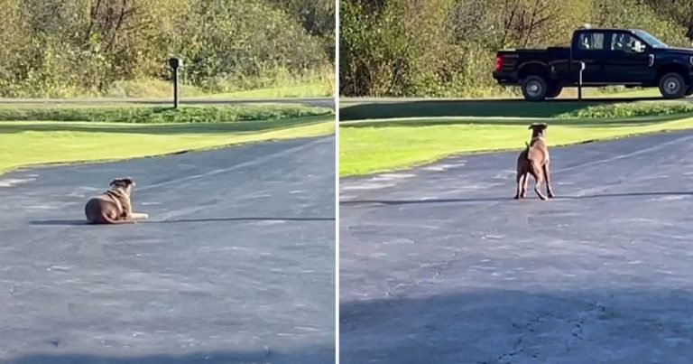 Perro rescatado corre a recibir el camión de su papá todos los días después del trabajo