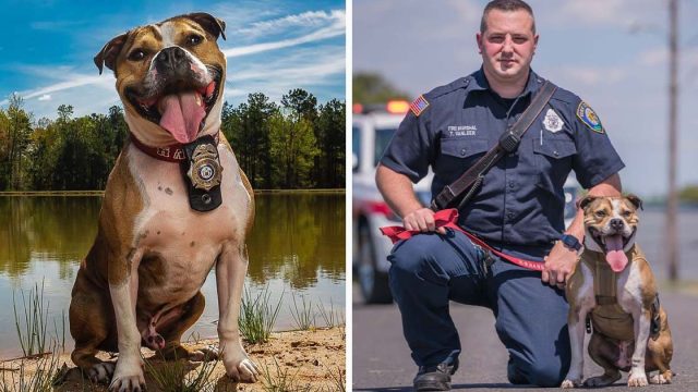 Perro rescatado de las peleas ahora es un perro héroe de detección de incendios