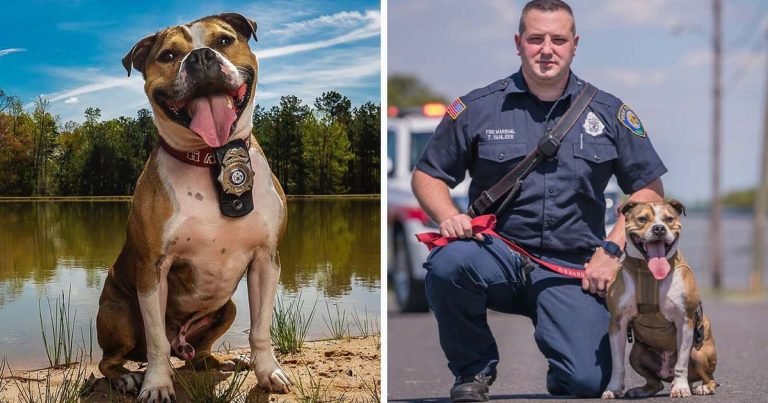 Perro rescatado de las peleas ahora es un perro héroe de detección de incendios