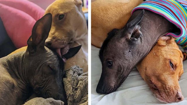 Perro rescatado está obsesionado con besar a su nueva hermana sin pelo