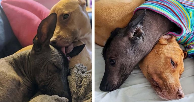 Perro rescatado está obsesionado con besar a su nueva hermana sin pelo