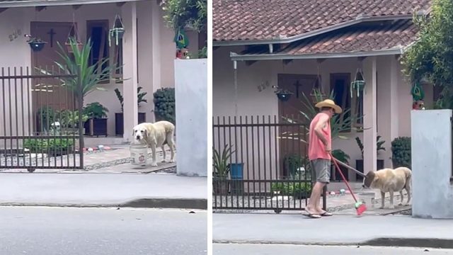 Perro sostiene un balde para ayudar al propietario a recoger las hojas de la acera