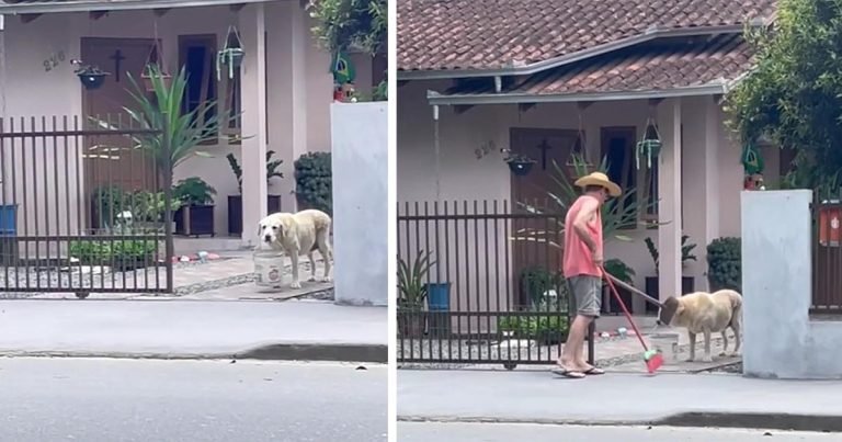 Perro sostiene un balde para ayudar al propietario a recoger las hojas de la acera