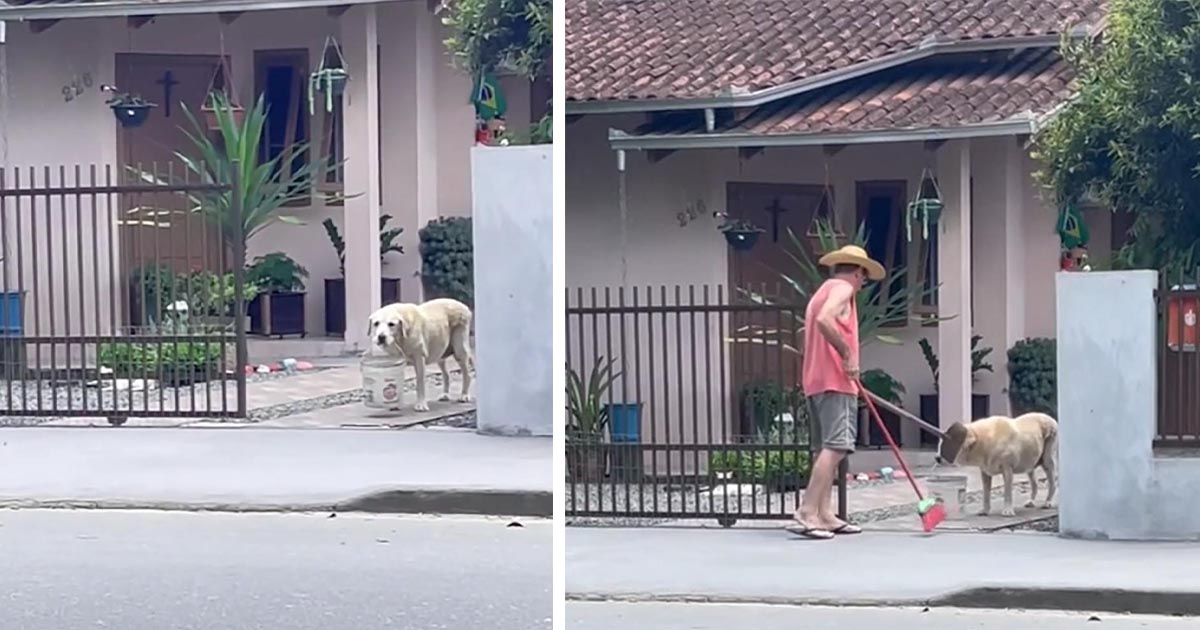 Perro sostiene un balde para ayudar al propietario a recoger las hojas de la acera