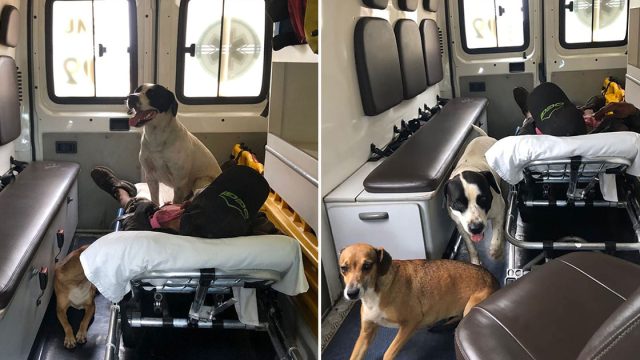 Perros insisten en viajar en ambulancia