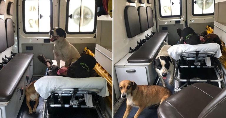 Perros insisten en viajar en ambulancia