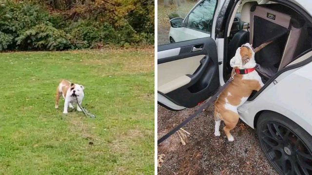 Este perro está decidido a subir un enorme palo en el auto para llevarlo a casa