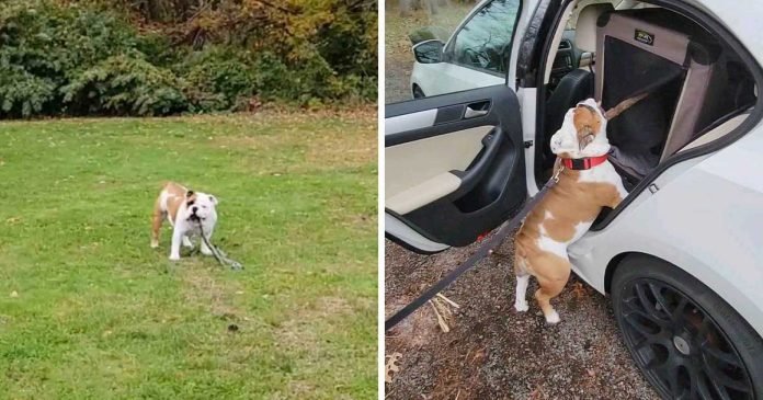 Este perro está decidido a subir un enorme palo en el auto para llevarlo a casa