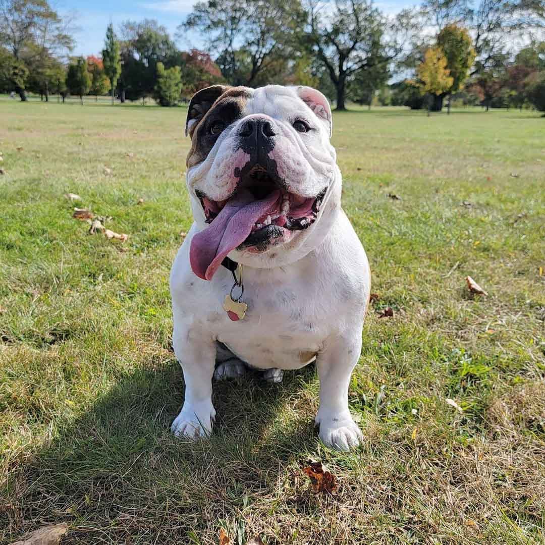 Hermoso perro en el parque