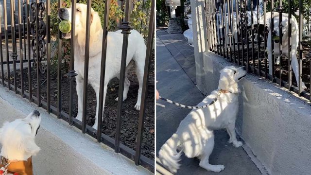 Perrita lleva pelota a mejor amiga