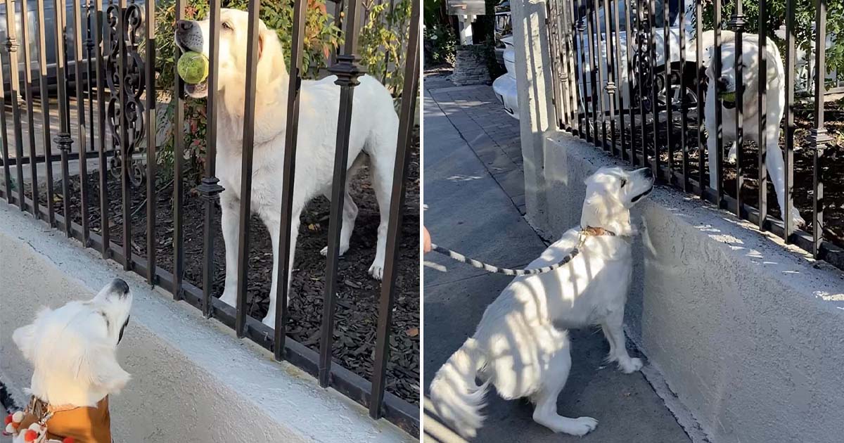 Perrita lleva pelota a mejor amiga