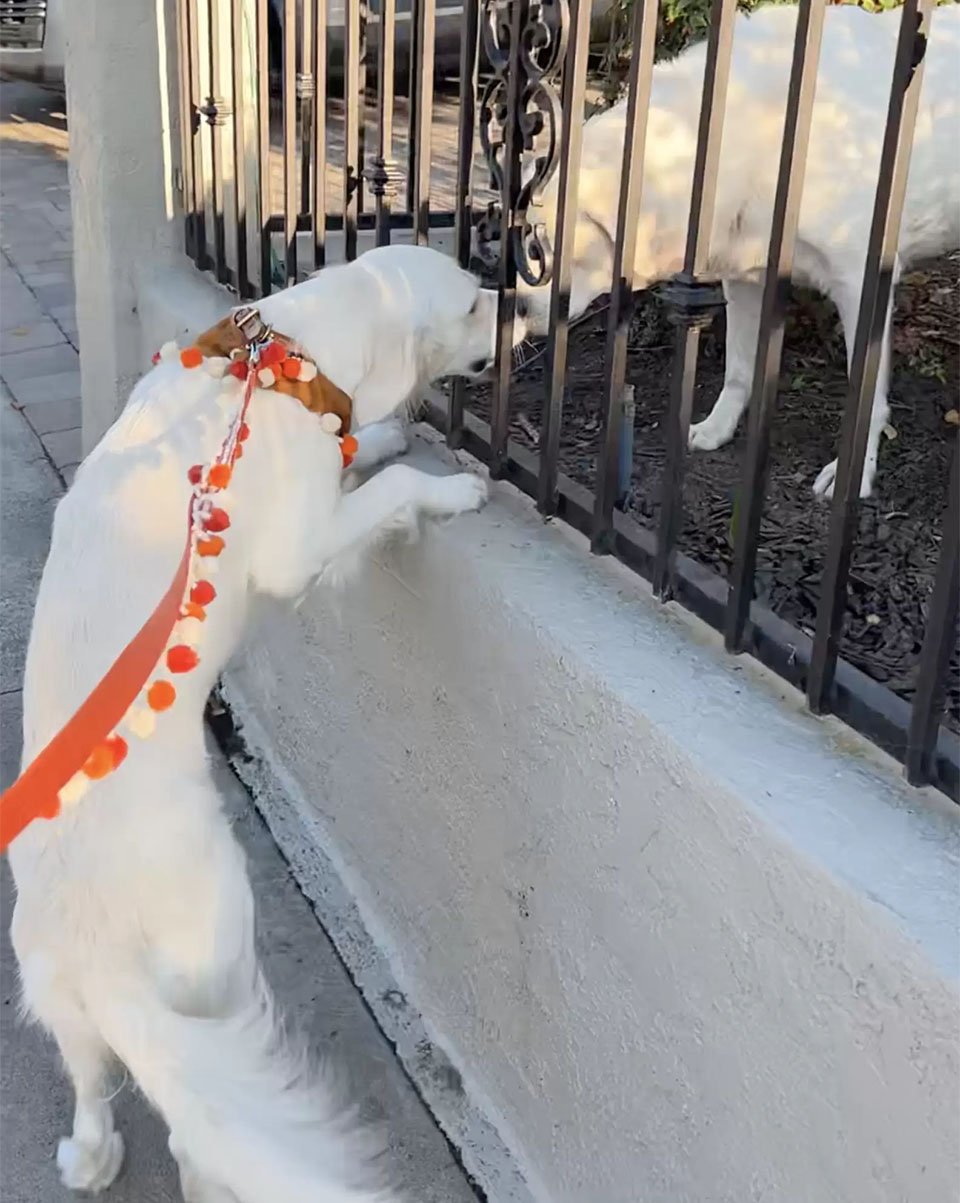 Perrita lleva pelota