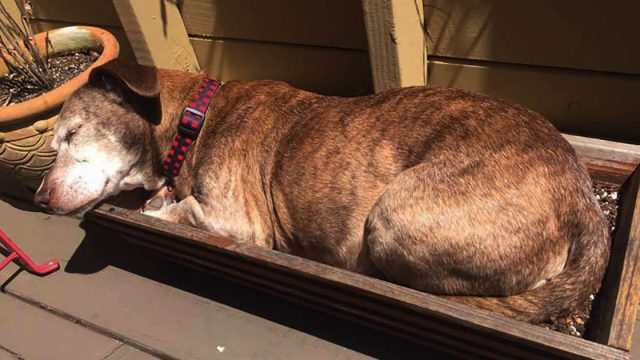 Perro mayor sordo despierta en nueva vida