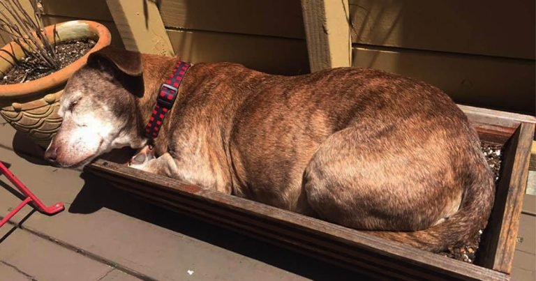 Perro mayor sordo despierta en una nueva vida después de pasar 11 años en la calle