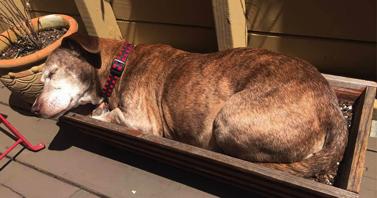 Perro mayor sordo despierta en nueva vida