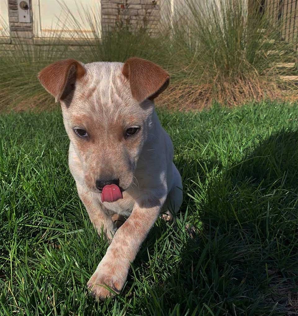 Cachorrita sorda inventa