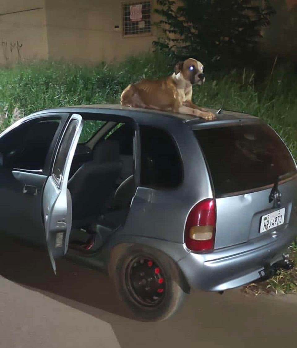 Chico encuentra su auto robado con un perro