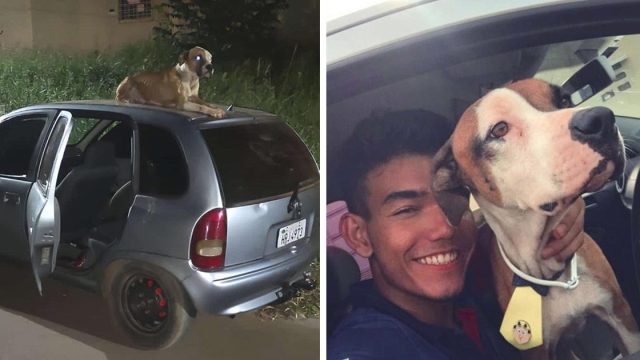 Chico encuentra su auto robado y ve que ahora viene con un perro
