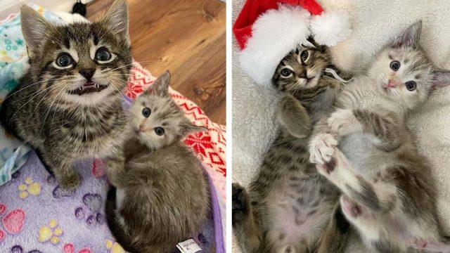 Gatitos hacen realidad el deseo de Navidad de una mujer que perdió a su gato de 20 años