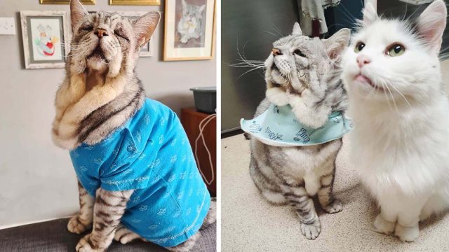 Gato con una condición poco común es feliz cuando lo adoptan a él y a su mejor amigo