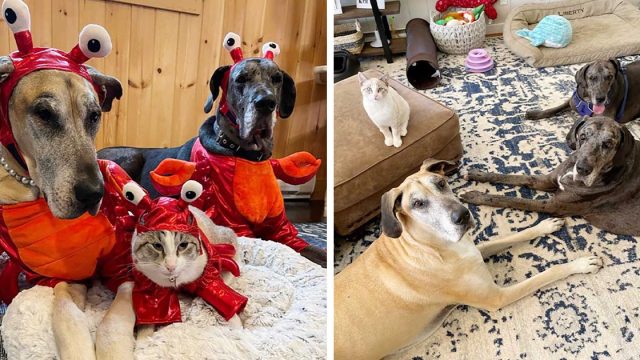 Gato cree que es un perro y es el mejor amigo de tres grandaneses