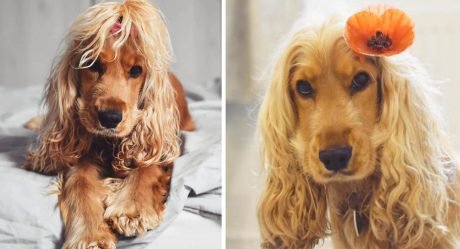 La impresionante cabellera de esta cocker spaniel hace pensar a muchos que lleva peluca