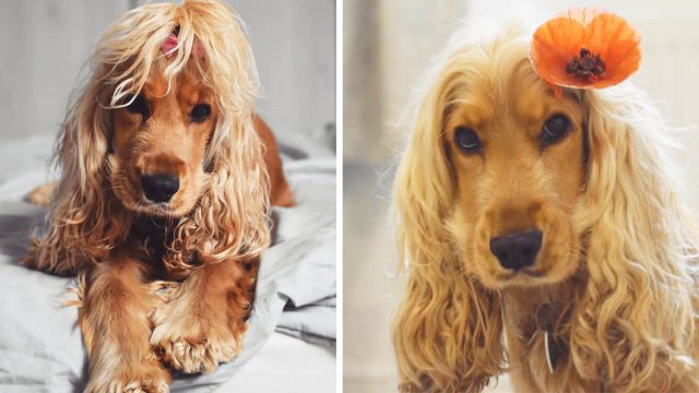 La impresionante cabellera de este Cocker Spaniel hace pensar a muchos que lleva peluca