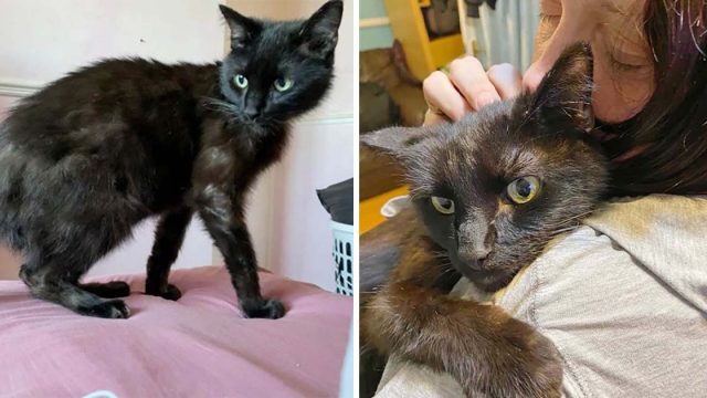 Mujer se reencuentra con su gato desaparecido durante ocho meses después de reconocer su maullido por teléfono