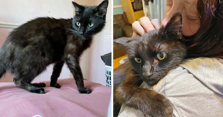 Mujer se reencuentra con su gato desaparecido durante ocho meses después de reconocer su maullido por teléfono