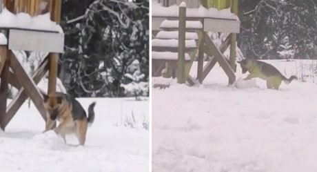 Mujer encuentra a su perrita haciendo bolas de nieve como si fuera un niño