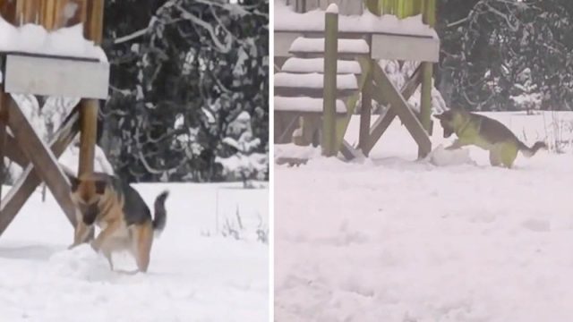 Mujer encuentra a su perro haciendo bolas de nieve como si fuera un niño