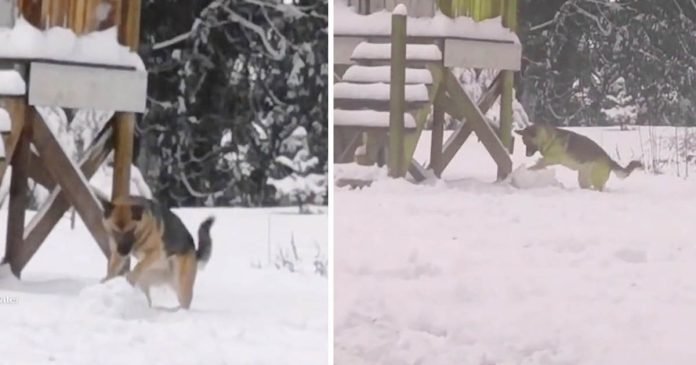 Mujer encuentra a su perro haciendo bolas de nieve como si fuera un niño