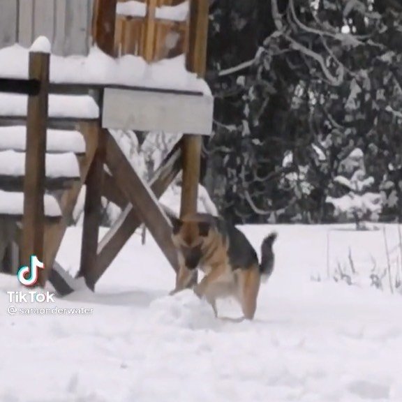 Mujer encuentra a su perro haciendo bolas de nieve