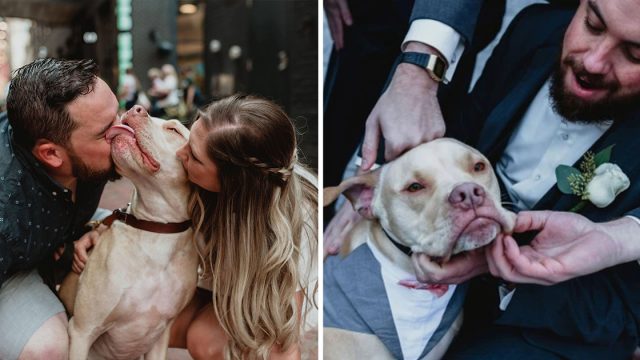 Novio elige perro padrino de bodas