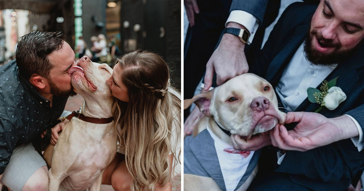 Novio elige perro padrino de bodas