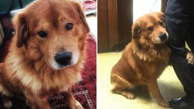 Perro abandonado en un estacionamiento