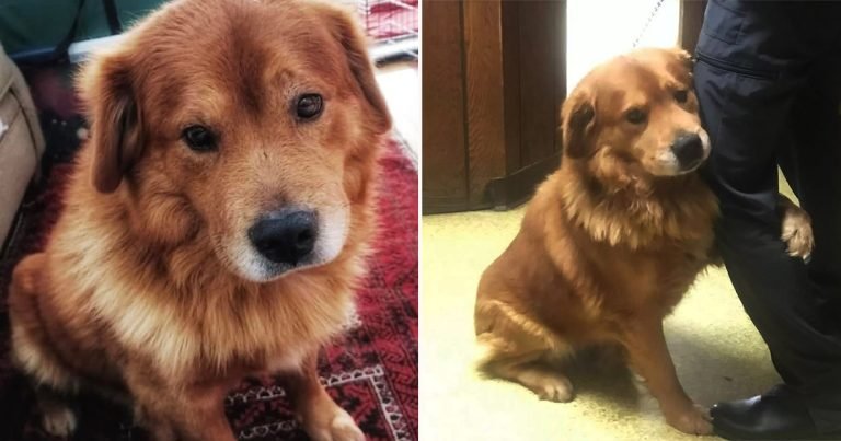 Perro abandonado en un estacionamiento