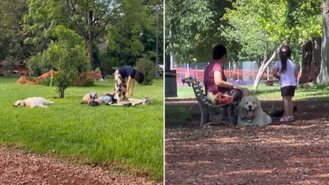 Perro aparenta ser la mascota de alguien