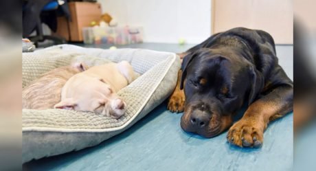 Perro ciego rescatado se convierte en el padre adoptivo de cachorros abandonados