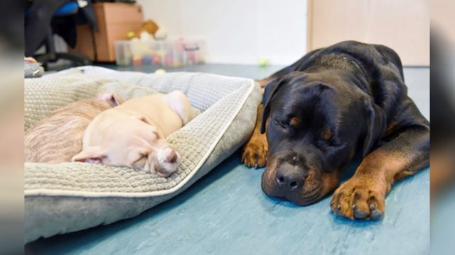 Perro ciego rescatado se convierte en el padre adoptivo de cachorros abandonados
